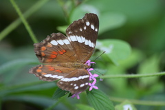 Anartia fatima colima