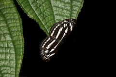 Neptis duryodana nesia