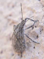 Brochymena
