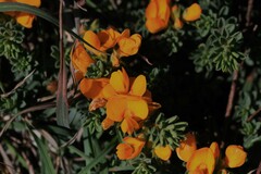 Pultenaea maritima
