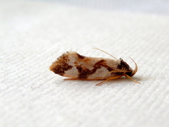 Machetis aphrobola
