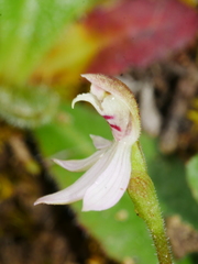 Caladenia variegata