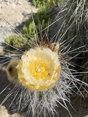 Eulychnia breviflora