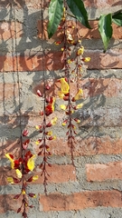 Thunbergia mysorensis