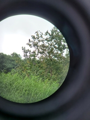 Acridotheres cristatellus formosanus