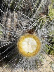 Eulychnia breviflora