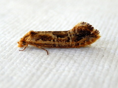 Moerarchis inconcisella