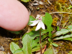 Caladenia variegata