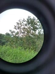 Acridotheres cristatellus formosanus