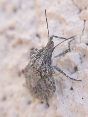 Brochymena