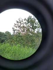 Acridotheres cristatellus formosanus