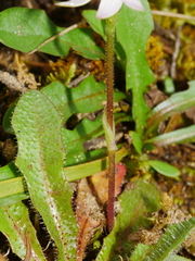 Caladenia variegata