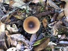 Image of Amanita sororcula