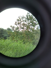 Acridotheres cristatellus formosanus