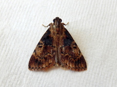 Orthaga thyrisalis