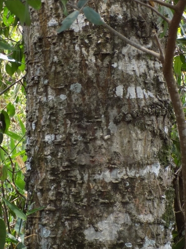 Image of Anadenanthera colubrina by no rights reserved