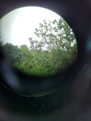 Acridotheres cristatellus formosanus