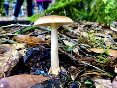 Amanita sororcula