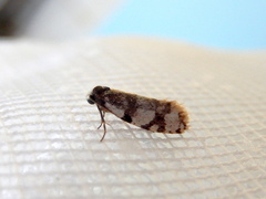 Lepidoscia stenomochla