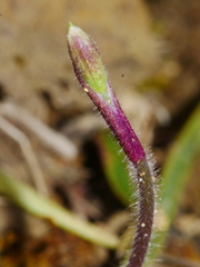Caladenia variegata