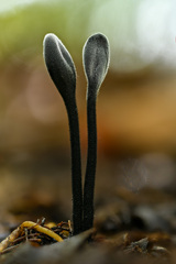 Trichoglossum