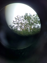 Acridotheres cristatellus formosanus