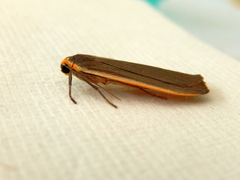 Palaeosia bicosta