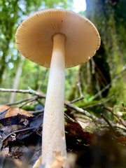 Amanita sororcula