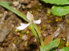 Caladenia variegata