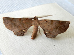 Parepisparis multicolora