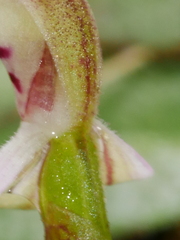 Caladenia variegata
