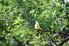 Pitangus sulphuratus