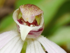 Caladenia variegata