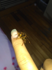 Vespa simillima simillima