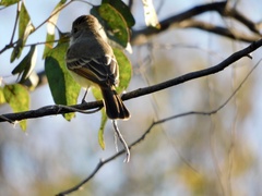 Myiarchus tuberculifer
