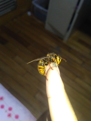 Vespa simillima simillima
