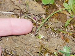 Caladenia variegata