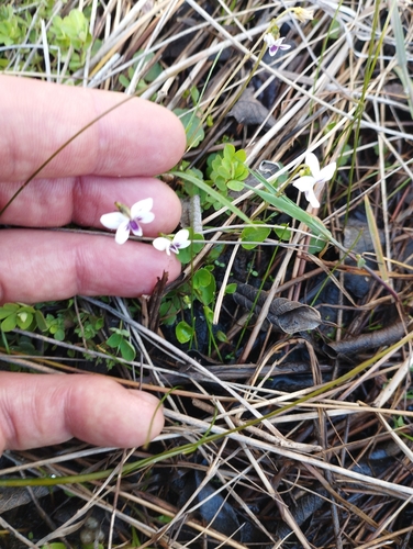 Image of Viola lyallii by (c) Joe Potter Butler, some rights reserved (CC BY)