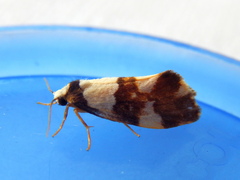 Philenora irregularis