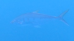 Scomberoides tala