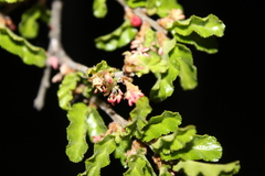 Nothofagus antarctica