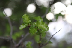 Nothofagus antarctica