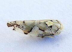 Norvellina mildredae