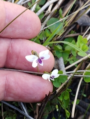 Viola lyallii