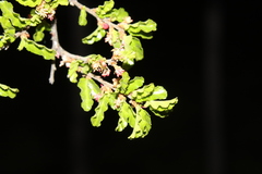 Nothofagus antarctica