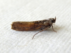 Sciota melanostyla