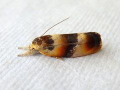 Piloprepes anassa
