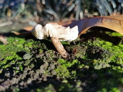 Lepiota cristata