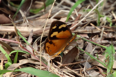 Heteronympha merope