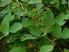 Dendrolobium umbellatum